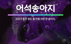 🌟어석송아지: 크기가 중간 정도 될 만큼 자란 큰 송아지. - 표준국어대사전