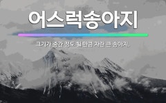 🌟어스럭송아지: 크기가 중간 정도 될 만큼 자란 큰 송아지. - 표준국어대사전