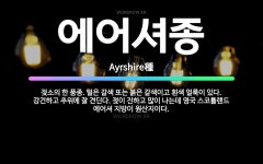 🌟에어셔종: 젖소의 한 품종. 털은 갈색 또는 붉은 갈색이고 흰색 얼룩이 있다. 강건하고 추위에 잘 견딘다... - 표준국어대사전