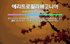 🌟에리트로필라베고니아: 베고니아과의 여러해살이풀. 잎은 심장 모양이며, 연한 홍색의 꽃은 원추(圓錐) 화서... - 표준국어대사전