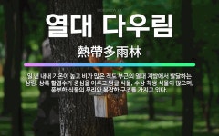 🌟열대 다우림: 일 년 내내 기온이 높고 비가 많은 적도 부근의 열대 지방에서 발달하는 삼림. 상록 활엽수... - 표준국어대사전