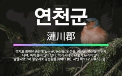 🌟연천군: 경기도 최북단 중앙에 있는 군. 농산물, 임산물, 광산물, 축산물 따위가 나며, 특히 콩이 많이... - 표준국어대사전