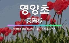 🌟영양초: 경상북도 영양 지방에서 나는, 질이 좋은 고추. - 표준국어대사전