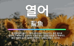 🌟열어: 멸칫과의 바닷물고기. 몸의 길이는 22~30cm이다. 몸은 옆으로 납작하고 뾰족한 칼 모양이며, ... - 표준국어대사전