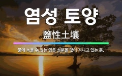 🌟염성 토양: 물에 녹을 수 있는 염류 성분을 많이 지니고 있는 흙. - 표준국어대사전