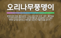 🌟오리나무풍뎅이: 풍뎅잇과의 곤충. 몸의 길이는 1.5cm 정도이며, 녹색ㆍ청색ㆍ붉은빛을 띤 갈색 따위의 ... - 표준국어대사전