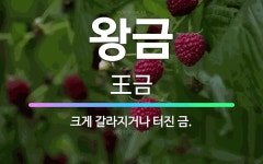 🌟왕금: 크게 갈라지거나 터진 금. - 표준국어대사전