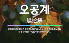 🌟오공계: 닭의 내장을 빼내고 말린 지네를 넣어서 곤 국. 대개 내종(內腫)이나 부족증(不足症)에 약으로 ... - 표준국어대사전