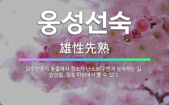 🌟웅성선숙: 암수한몸의 동물에서 정소가 난소보다 먼저 성숙하는 일. 감성돔, 청돔 따위에서 볼 수 있다. - 표준국어대사전