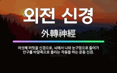 🌟외전 신경: 여섯째 머릿골 신경으로, 뇌에서 나와 눈구멍으로 들어가 안구를 바깥쪽으로 돌리는 작용을 하는... - 표준국어대사전