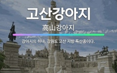 🌟고산강아지: 강아지의 하나. 강원도 고산 지방 특산종이다. - 표준국어대사전