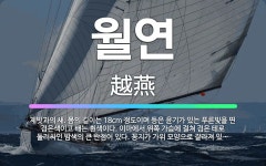 🌟월연: 제빗과의 새. 몸의 길이는 18cm 정도이며 등은 윤기가 있는 푸른빛을 띤 검은색이고 배는 흰색이... - 표준국어대사전