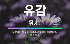 🌟유감: 운향과의 한 품종. 상록수로 열매는 식용하거나 약용한다. - 표준국어대사전