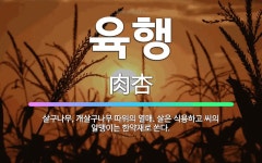 🌟육행: 살구나무, 개살구나무 따위의 열매. 살은 식용하고 씨의 알맹이는 한약재로 쓴다. - 표준국어대사전