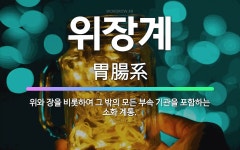 🌟위장계: 위와 장을 비롯하여 그 밖의 모든 부속 기관을 포함하는 소화 계통. - 표준국어대사전