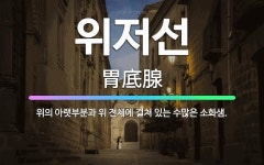 🌟위저선: 위의 아랫부분과 위 전체에 걸쳐 있는 수많은 소화샘. - 표준국어대사전