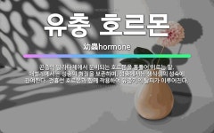 🌟유충 호르몬: 곤충의 알라타체에서 분비되는 호르몬을 통틀어 이르는 말. 애벌레에서는 성충의 형질을 보존하... - 표준국어대사전