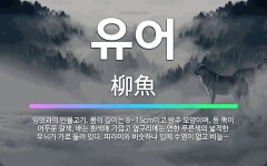 🌟유어: 잉엇과의 민물고기. 몸의 길이는 8~15cm이고 방추 모양이며, 등 쪽이 어두운 갈색, 배는 흰색... - 표준국어대사전