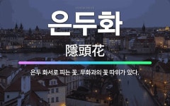 🌟은두화: 은두 화서로 피는 꽃. 무화과의 꽃 따위가 있다. - 표준국어대사전