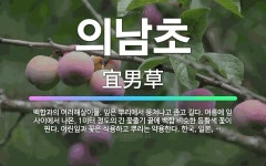 🌟의남초: 백합과의 여러해살이풀. 잎은 뿌리에서 뭉쳐나고 좁고 길다. 여름에 잎 사이에서 나온, 1미터 정... - 표준국어대사전