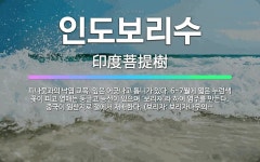 🌟인도보리수: 피나뭇과의 낙엽 교목. 잎은 어긋나고 톱니가 있다. 6~7월에 엷은 누런색 꽃이 피고 열매는... - 표준국어대사전