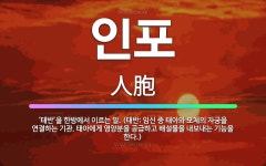 🌟인포: ‘태반’을 한방에서 이르는 말. (태반: 임신 중 태아와 모체의 자궁을 연결하는 기관. 태아에게 ... - 표준국어대사전