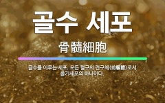 🌟골수 세포: 골수를 이루는 세포. 모든 혈구의 전구체(前驅體)로서 줄기세포의 하나이다. - 표준국어대사전