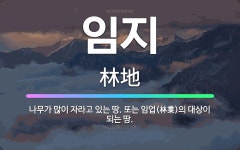 🌟임지: 나무가 많이 자라고 있는 땅. 또는 임업(林業)의 대상이 되는 땅. - 표준국어대사전