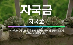 🌟자국금: → 자옥금. (자옥금: 같은 광맥이면서도 금의 함유량이 고르지 못한 사금 광맥의 상태.) - 표준국어대사전