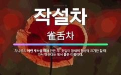 🌟작설차: 차나무의 어린 새싹을 따서 만든 차. 찻잎이 참새의 혓바닥 크기만 할 때 따서 만든다는 데서 붙... - 표준국어대사전