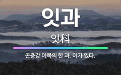 🌟잇과: 곤충강 이목의 한 과. 이가 있다. - 표준국어대사전