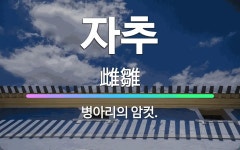 🌟자추: 병아리의 암컷. - 표준국어대사전