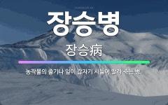 🌟장승병: 농작물의 줄기나 잎이 갑자기 시들어 말라 죽는 병. - 표준국어대사전