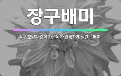 🌟장구배미: 장구 모양과 같이 가운데가 잘록하게 생긴 논배미. - 표준국어대사전