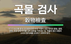 🌟곡물 검사: 국가가 농산물 품질 관리법에 따라 주요 식량이 되는 곡식의 품질, 용량, 중량, 포장 상태 ... - 표준국어대사전