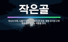 🌟작은골: 대뇌의 아래, 뇌줄기 뒤에 있는 뇌의 한 부분. 평형 감각과 근육 협동을 조절하는 역할을 한다. - 표준국어대사전