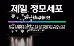 🌟제일 정모세포: 정자의 형성 과정에서, 증식기의 정원세포가 난원세포와 비슷한 모양과 크기를 가지며 분열하... - 표준국어대사전