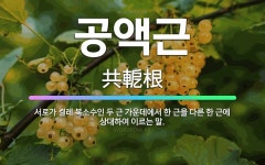 🌟공액근: 서로가 켤레 복소수인 두 근 가운데에서 한 근을 다른 한 근에 상대하여 이르는 말. - 표준국어대사전