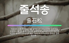 🌟줄석송: 석송과의 상록 여러해살이풀. 높이는 20~50cm이며, 잎은 비늘 모양이다. 줄기는 밑에서부터 ... - 표준국어대사전