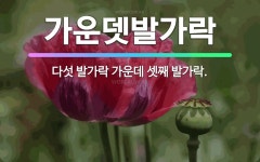 🌟가운뎃발가락: 다섯 발가락 가운데 셋째 발가락. - 표준국어대사전