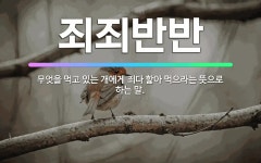 🌟죄죄반반: 무엇을 먹고 있는 개에게 죄다 핥아 먹으라는 뜻으로 하는 말. - 표준국어대사전