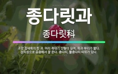 🌟종다릿과: 조강 참새목의 한 과. 머리 꼭대기 깃털이 길며, 목과 부리가 짧다. 잡식성으로 공중에서 잘 ... - 표준국어대사전