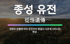 🌟종성 유전: 개체의 성별에 따라 유전자의 형질이 다르게 나타나는 현상. - 표준국어대사전