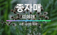 🌟종자매: 사촌 사이인 자매. - 표준국어대사전