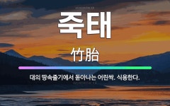 🌟죽태: 대의 땅속줄기에서 돋아나는 어린싹. 식용한다. - 표준국어대사전