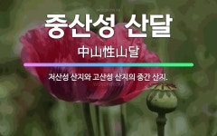 🌟중산성 산달: 저산성 산지와 고산성 산지의 중간 산지. - 표준국어대사전