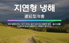 🌟지연형 냉해: 벼의 냉해의 하나. 벼가 자라는 동안 낮은 온도 때문에 생육ㆍ출수(出穗)가 늦어져 결실이 ... - 표준국어대사전