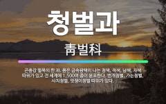 🌟청벌과: 곤충강 벌목의 한 과. 몸은 금속광택이 나는 청색, 적색, 남색, 자색 따위가 있고 전 세계에 ... - 표준국어대사전