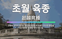 🌟초월 육종: 교배에 의하여 생기는 변이형 가운데 부모보다 우수한 형질을 가진 새로운 품종을 얻어 내는 일. - 표준국어대사전