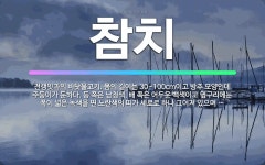 🌟참치: 전갱잇과의 바닷물고기. 몸의 길이는 30~100cm이고 방추 모양인데 주둥이가 둔하다. 등 쪽은 ... - 표준국어대사전